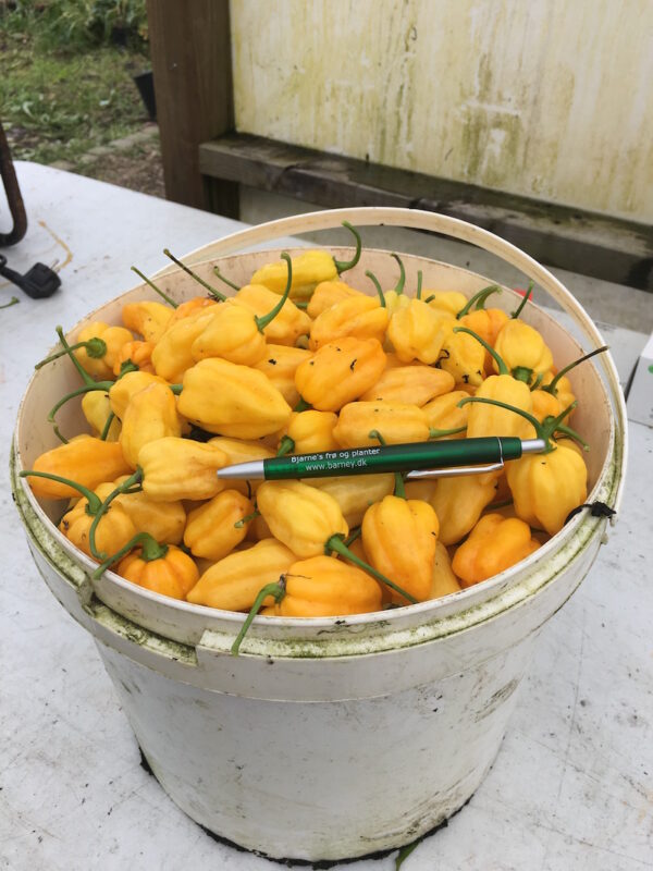 Dorset Naga Orange - 100 gram