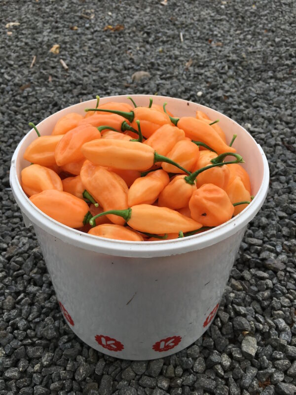 Apricot - C. chinense