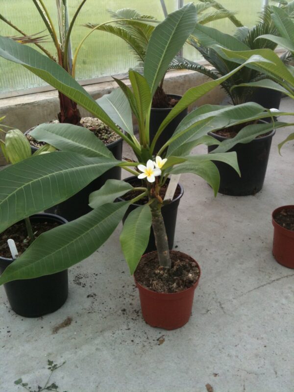 Plumeria obtusa - Singapore White