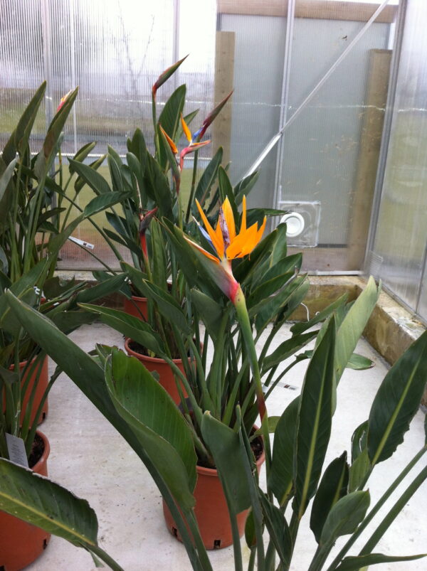 Strelitzia regina - Bird of Paradise Ø17cm - Image 4