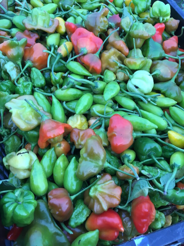 Friske grønne chili - mix 1 kg