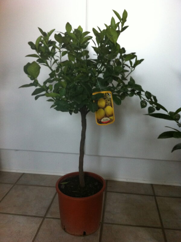 Romersk Lime - Citrus purscha - Image 3