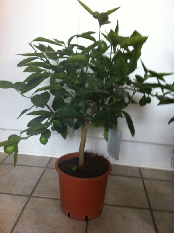 Lime - Citrus aurantifolia - Image 11