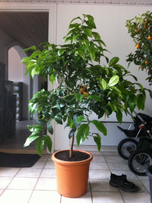 Grapefrugt - Citrus paradisi - Image 3