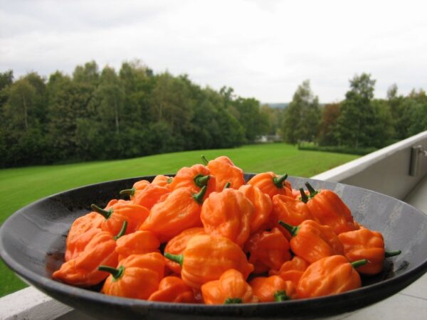 Bhut Orange Copenhagen - Friske frugter - Image 2