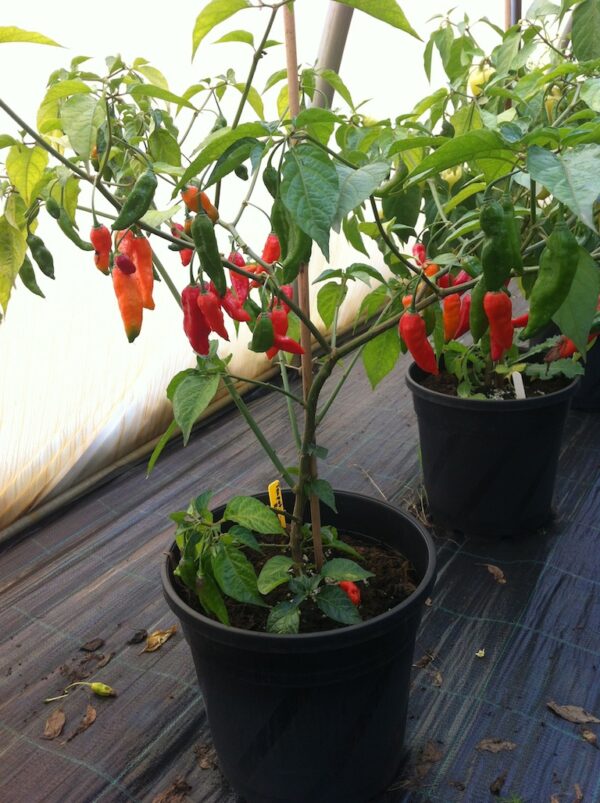 Teapot Red - C. chinense