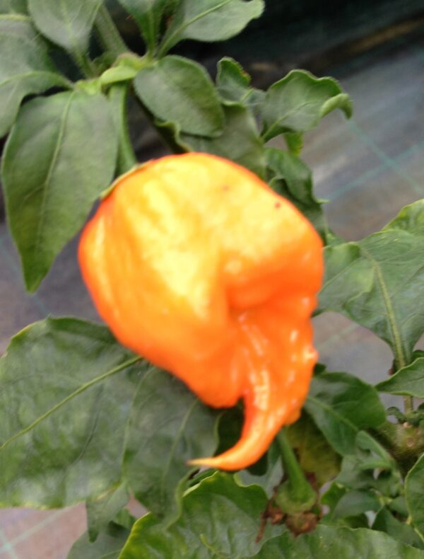 Bhut Orange Copenhagen - Frø - C. chinense - Billede 2