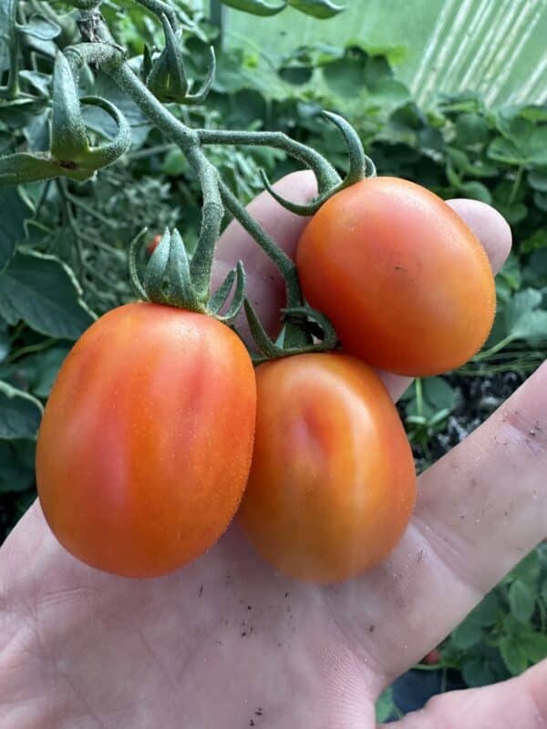 Snacktomat - Rimmerhus Redorange Dream F1