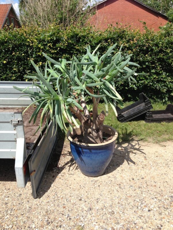 Træ Aloe - Aloe plicatilis