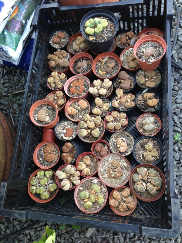 Levende sten - Lithops