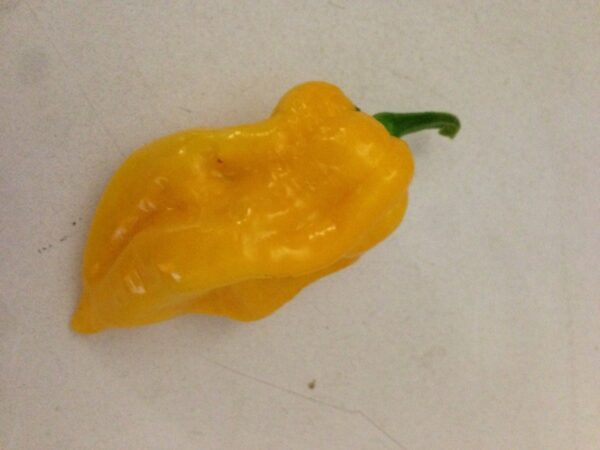 Trinidad Scorpion Orange - C. chinense
