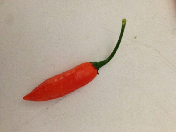 Aji Little Finger Orange - C. baccatum