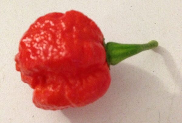 7 pot Brain Strain - C. chinense