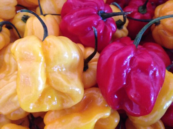 Habanero mix - Friske frugter - Billede 2