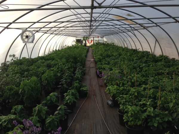 Chiliplante MIX - 6 stk