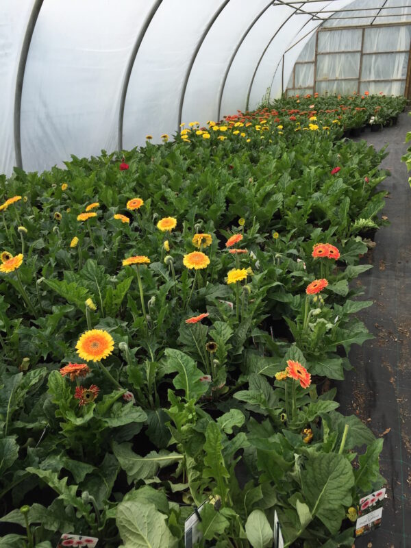 Terrasse Gerbera