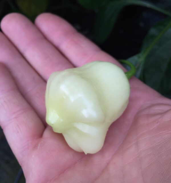 Aji White Fantasy - Friske frugter