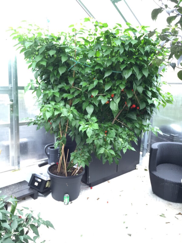 Chili Workshop - Søndag den 18. Oktober