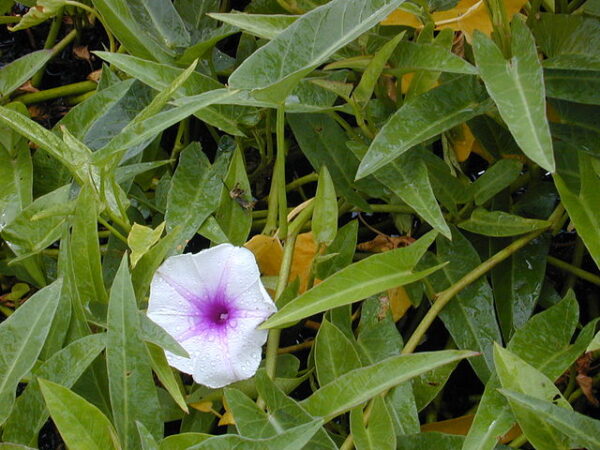 Vandspinat - Ipomoea aquatica