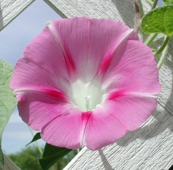 Pink Tragt Snerle - Ipomoea purpurea