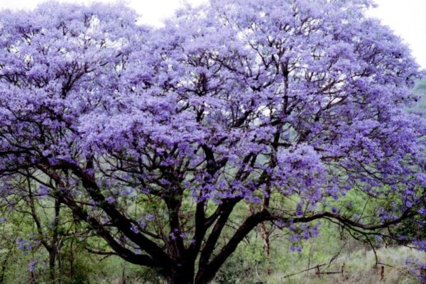 Jacaranda træ - Jacaranda mimosifolia - Image 2