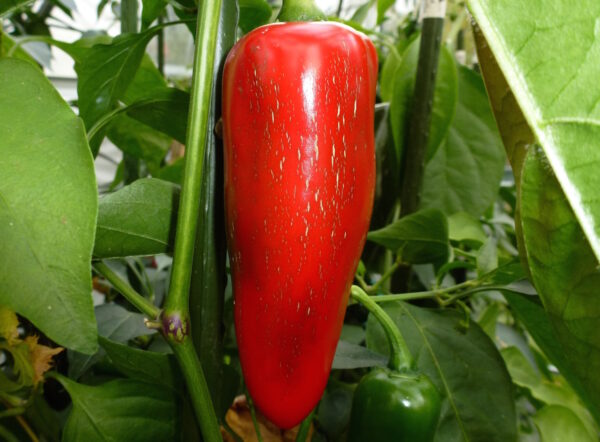 Jalapeno Mammoth F1 - C. annuum