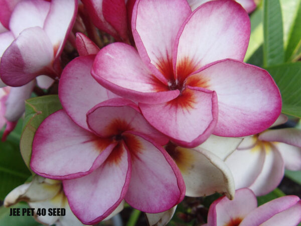 Plumeria -  Jee pet