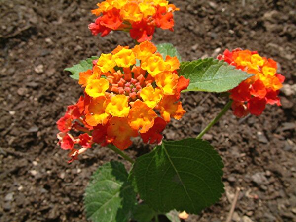 Ildkrone - Lantana camara