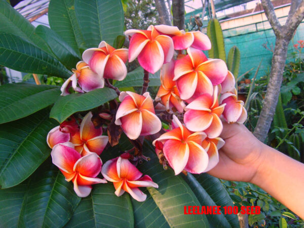 Plumeria -  Leelanee