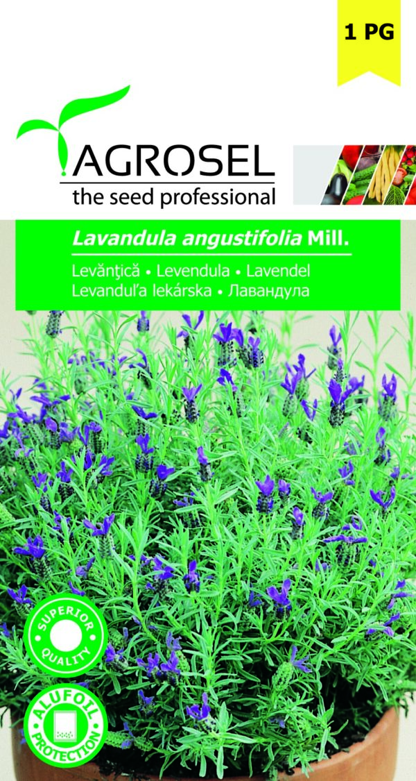 Lavendel - Lavendula Angustifolia