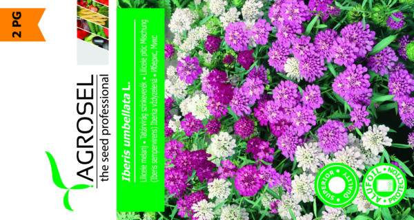 Iberis Umbellata Mix