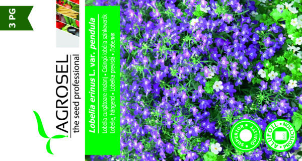Kantlobelie - Lobelia Erinus