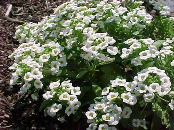 Biblomme - Lobularia maritima
