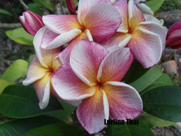 Plumeria - Lurline Thai