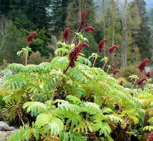 Honningbusk - Melianthes major