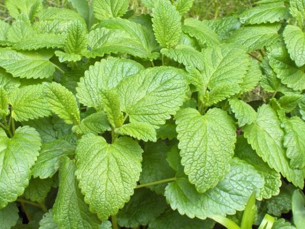 Citronmelisse - Melissa officinalis L.
