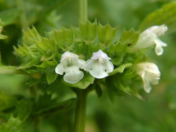 Citron Melisse - Melissa_officinalis