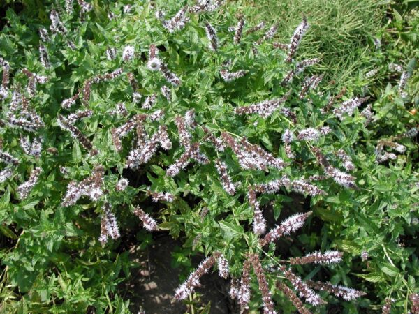 Grøn Mynte - Mentha spicata
