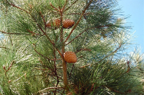 Monterey Fyr - Pinus radiata