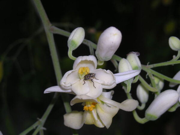 Peberrodstræ - Moringa Oleifera - Image 2