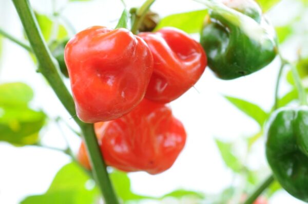 Morouga Red – C. chinense