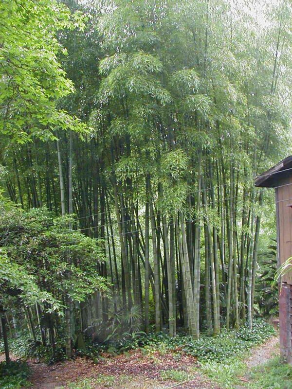 Moso Kæmpe Bambus - Phyllostachys pubescens