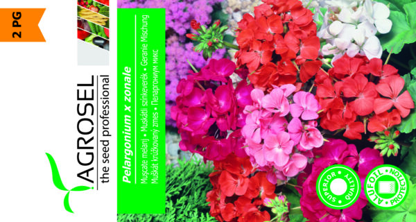 Pelargonie - Pelargonium Zonale - Image 2