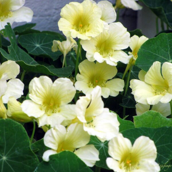 Blomsterkarse  -  Moonlight