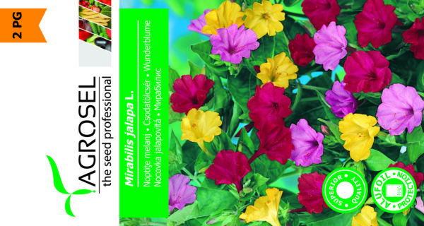 Vidunderblomst - Mirabilis Jalapa - Image 2