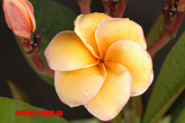Plumeria -  Orange Round