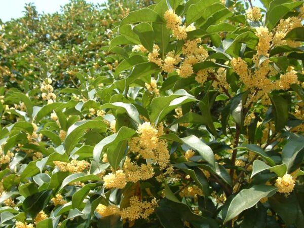 Duftende Oliven - Osmanthus fragrans