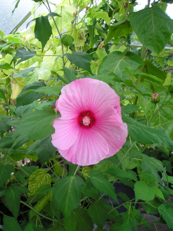 Pragthibiscus / Rød Syrisk Rose - Hibiscus moscheutos