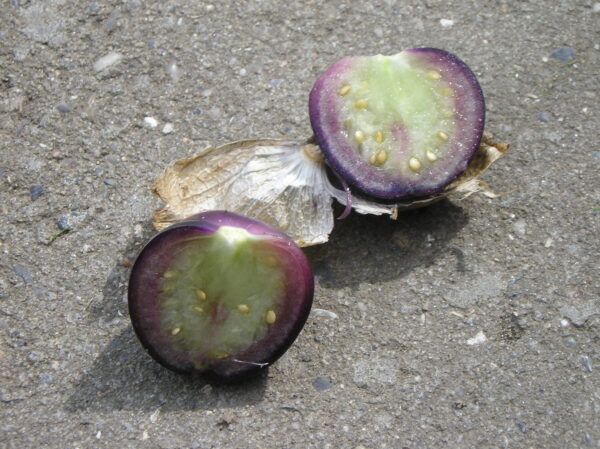 Tomatillo Purple - Physalis Ixocarpa