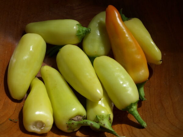 Wenk's Yellow Hot - Chilli